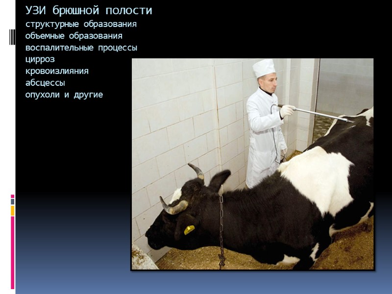 УЗИ брюшной полости структурные образования объемные образования воспалительные процессы цирроз кровоизлияния абсцессы опухоли и